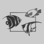 “Balık” – Premium Metal Duvar Tablosu